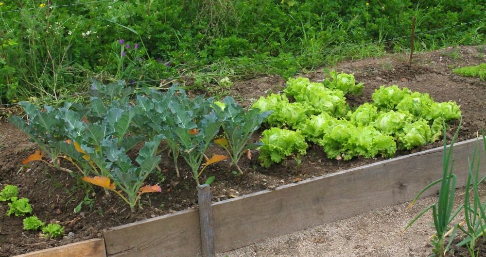 Um workshop internacional apresentou modelos de negócios para agricultura urbana